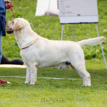 chien Retriever du Labrador Lymos élevage du Fond de la Noye