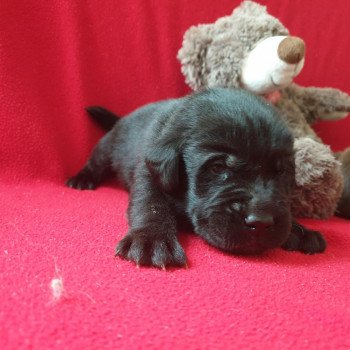 chiot Retriever du Labrador noir Mâle noir élevage du Fond de la Noye chiot Retriever du Labrador noir Mâle noir élevage du Fond de la Noye