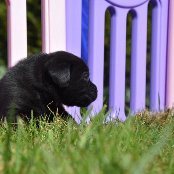 chiot Retriever du Labrador noir Mâle noir élevage du Fond de la Noye