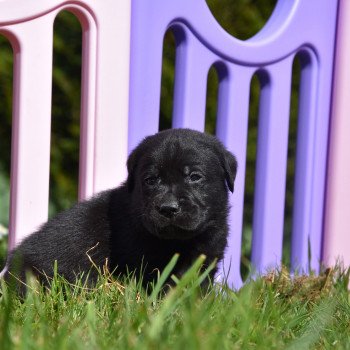 chiot Retriever du Labrador noir Mâle noir élevage du Fond de la Noye