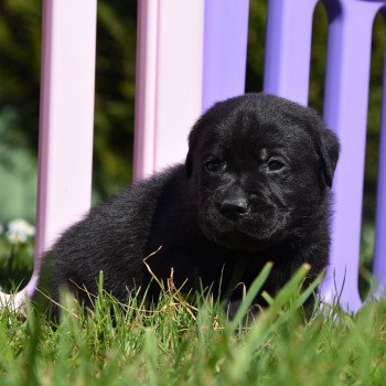 chiot Retriever du Labrador noir Mâle noir élevage du Fond de la Noye