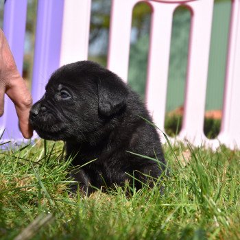 chiot Retriever du Labrador noir Mâle noir élevage du Fond de la Noye