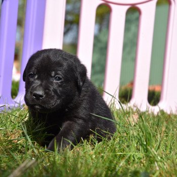 chiot Retriever du Labrador noir Mâle noir élevage du Fond de la Noye