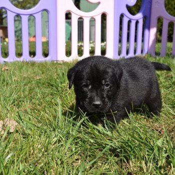 chiot Retriever du Labrador noir Mâle noir élevage du Fond de la Noye