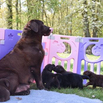 chiot Retriever du Labrador noir Mâle noir élevage du Fond de la Noye chiot Retriever du Labrador noir Mâle noir élevage du Fond de la Noye