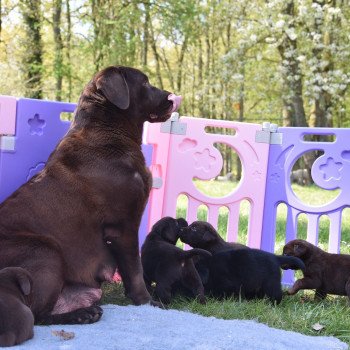 chiot Retriever du Labrador noir Mâle noir élevage du Fond de la Noye