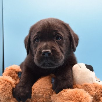 chiot Retriever du Labrador noir Raven élevage du Fond de la Noye