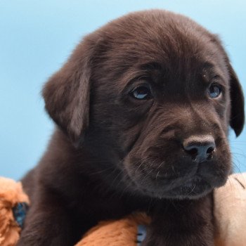 chiot Retriever du Labrador noir Raven élevage du Fond de la Noye