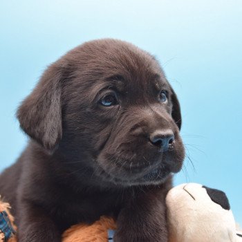 chiot Retriever du Labrador noir Raven élevage du Fond de la Noye