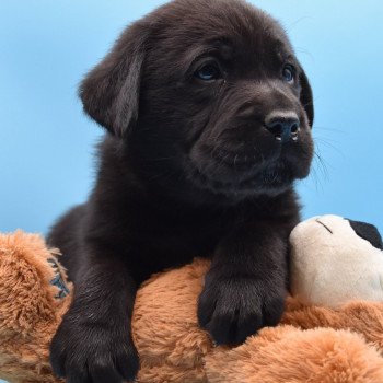 chiot Retriever du Labrador noir Raven élevage du Fond de la Noye