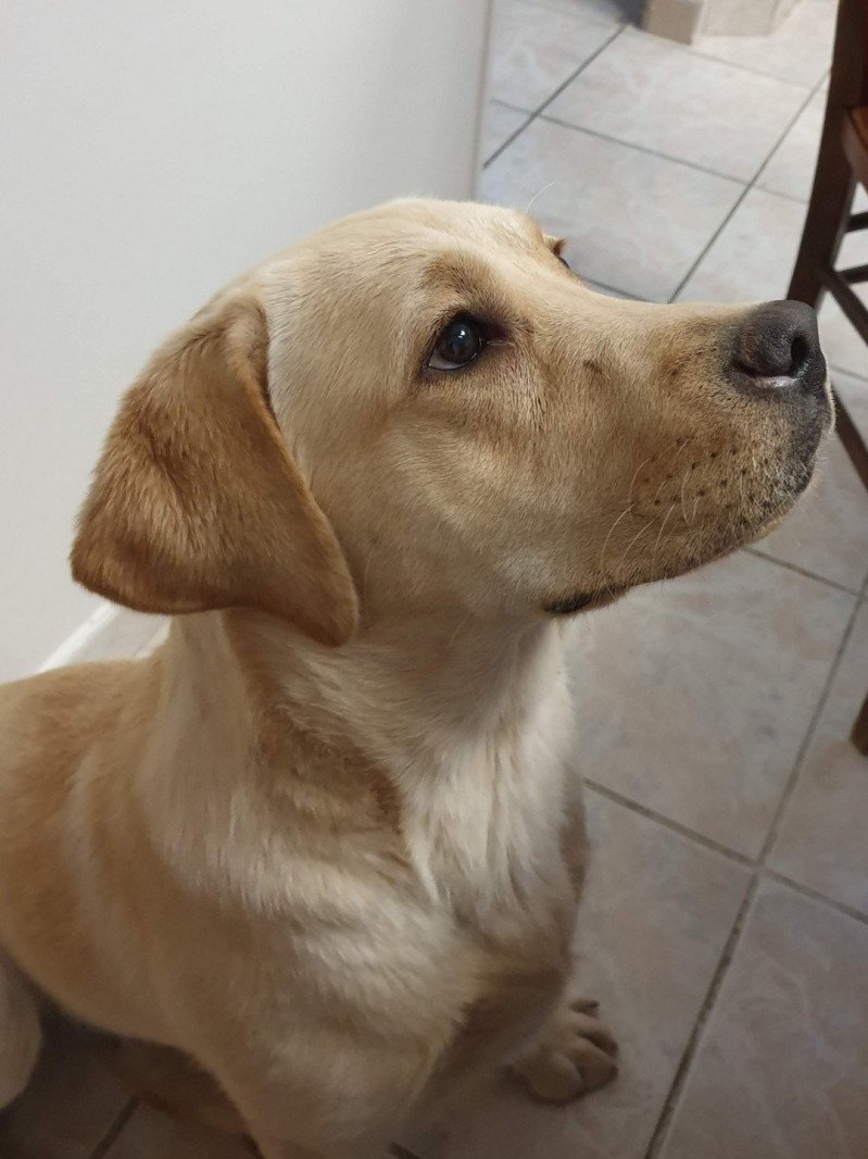 Où Vas-Tu du Fond de la Noye Femelle Retriever du Labrador Où Vas-Tu du Fond de la Noye Femelle Retriever du Labrador