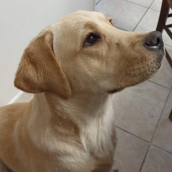 chien Retriever du Labrador sable Où Vas-Tu élevage du Fond de la Noye chien Retriever du Labrador sable Où Vas-Tu élevage du Fond de la Noye