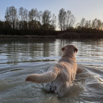 chien Retriever du Labrador sable Où Vas-Tu élevage du Fond de la Noye chien Retriever du Labrador sable Où Vas-Tu élevage du Fond de la Noye