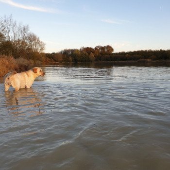 chien Retriever du Labrador sable Où Vas-Tu élevage du Fond de la Noye chien Retriever du Labrador sable Où Vas-Tu élevage du Fond de la Noye