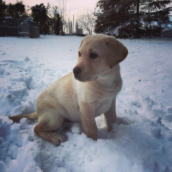chien Retriever du Labrador sable Où Vas-Tu élevage du Fond de la Noye chien Retriever du Labrador sable Où Vas-Tu élevage du Fond de la Noye