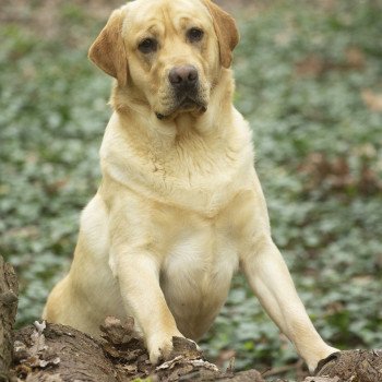 chien Retriever du Labrador sable Palmetto Bay élevage du Fond de la Noye