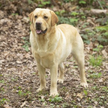 chien Retriever du Labrador sable Palmetto Bay élevage du Fond de la Noye