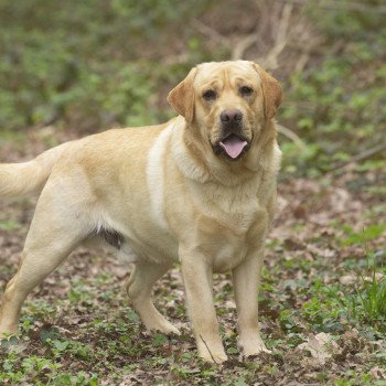 chien Retriever du Labrador sable Palmetto Bay élevage du Fond de la Noye