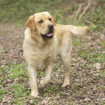 chien Retriever du Labrador sable Palmetto Bay élevage du Fond de la Noye