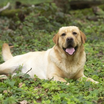 chien Retriever du Labrador sable Palmetto Bay élevage du Fond de la Noye