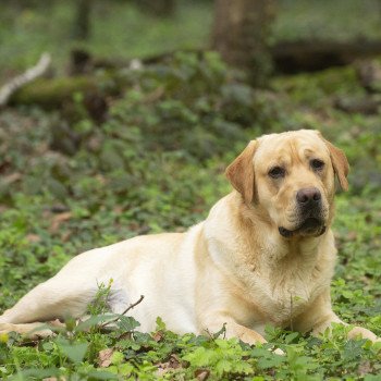 chien Retriever du Labrador sable Palmetto Bay élevage du Fond de la Noye