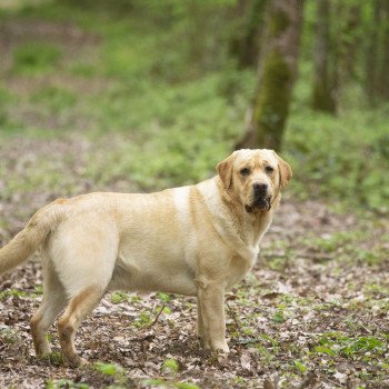 chien Retriever du Labrador sable Palmetto Bay élevage du Fond de la Noye