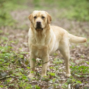 chien Retriever du Labrador sable Palmetto Bay élevage du Fond de la Noye