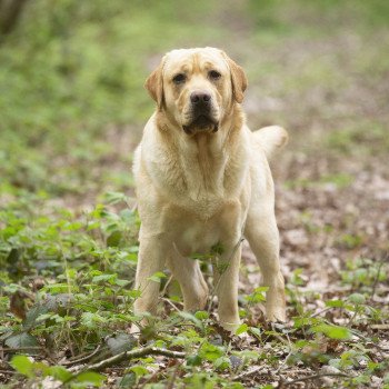 chien Retriever du Labrador sable Palmetto Bay élevage du Fond de la Noye