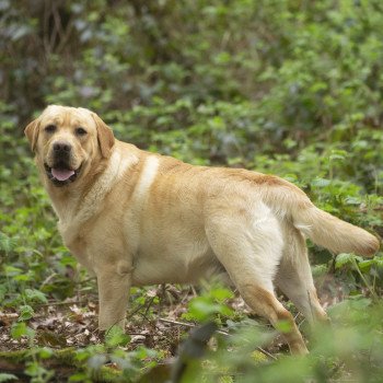 chien Retriever du Labrador sable Palmetto Bay élevage du Fond de la Noye