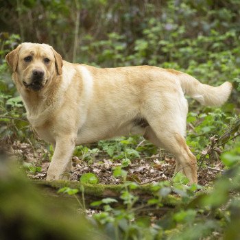 chien Retriever du Labrador sable Palmetto Bay élevage du Fond de la Noye