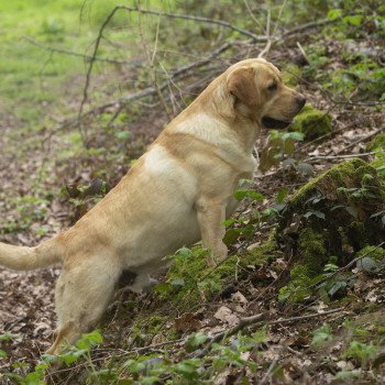 chien Retriever du Labrador sable Palmetto Bay élevage du Fond de la Noye