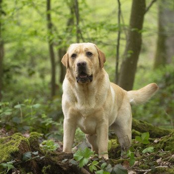 chien Retriever du Labrador sable Palmetto Bay élevage du Fond de la Noye