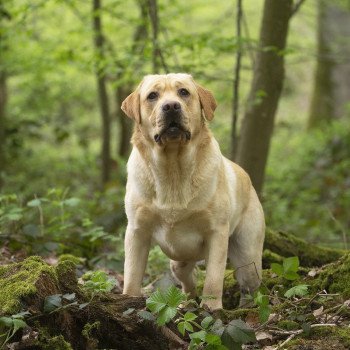 chien Retriever du Labrador sable Palmetto Bay élevage du Fond de la Noye