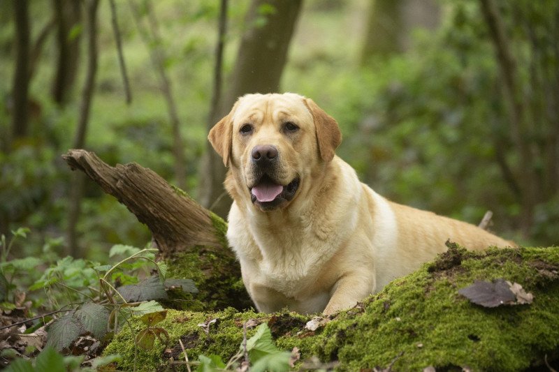 Palmetto Bay Bella Mare Mâle Retriever du Labrador