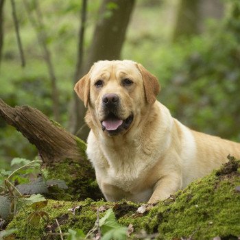 chien Retriever du Labrador sable Palmetto Bay élevage du Fond de la Noye