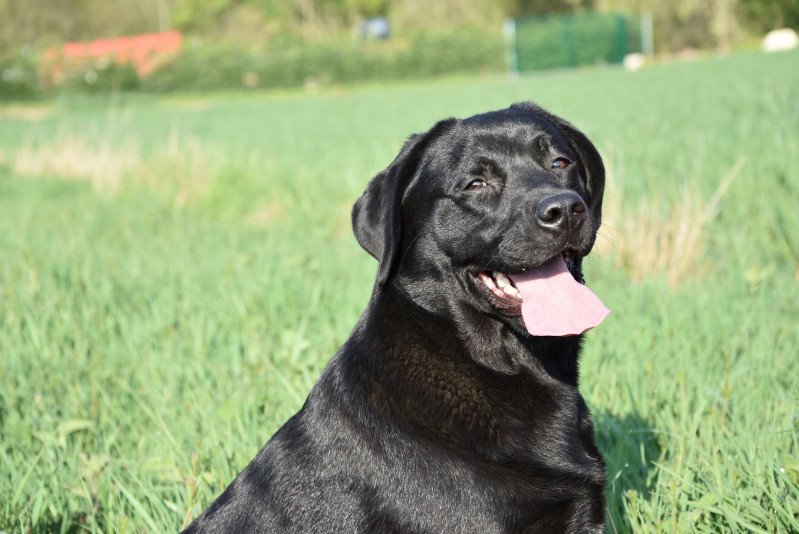 Pamina du Fond de la Noye Femelle Retriever du Labrador