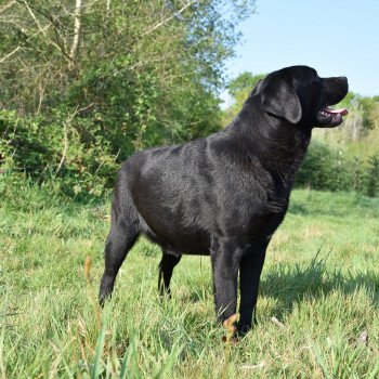 chien Retriever du Labrador noire Pamina élevage du Fond de la Noye chien Retriever du Labrador noire Pamina élevage du Fond de la Noye
