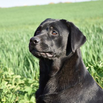 chien Retriever du Labrador noire Pamina élevage du Fond de la Noye