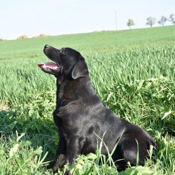 chien Retriever du Labrador noire Pamina élevage du Fond de la Noye