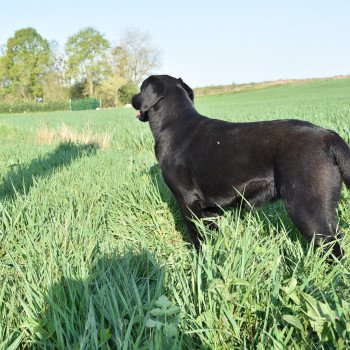 chien Retriever du Labrador noire Pamina élevage du Fond de la Noye