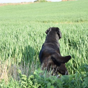 chien Retriever du Labrador noire Pamina élevage du Fond de la Noye