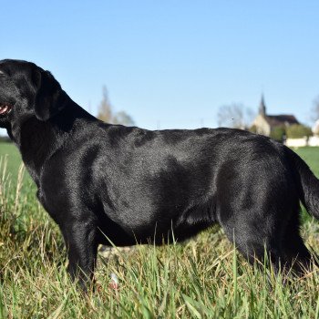chien Retriever du Labrador noire Parisienne élevage du Fond de la Noye