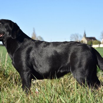 chien Retriever du Labrador noire Parisienne élevage du Fond de la Noye chien Retriever du Labrador noire Parisienne élevage du Fond de la Noye