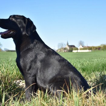 chien Retriever du Labrador noire Parisienne élevage du Fond de la Noye chien Retriever du Labrador noire Parisienne élevage du Fond de la Noye
