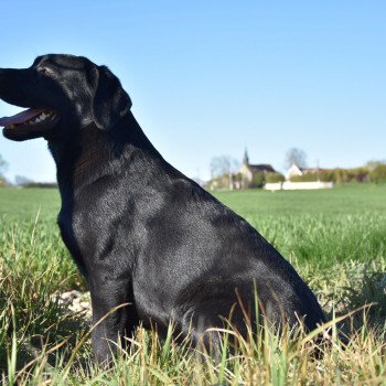 chien Retriever du Labrador noire Parisienne élevage du Fond de la Noye