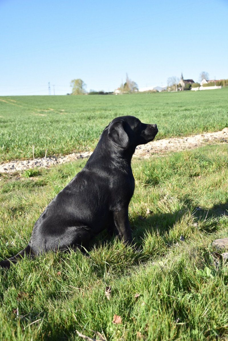 Parisienne du Fond de la Noye Femelle Retriever du Labrador Parisienne du Fond de la Noye Femelle Retriever du Labrador
