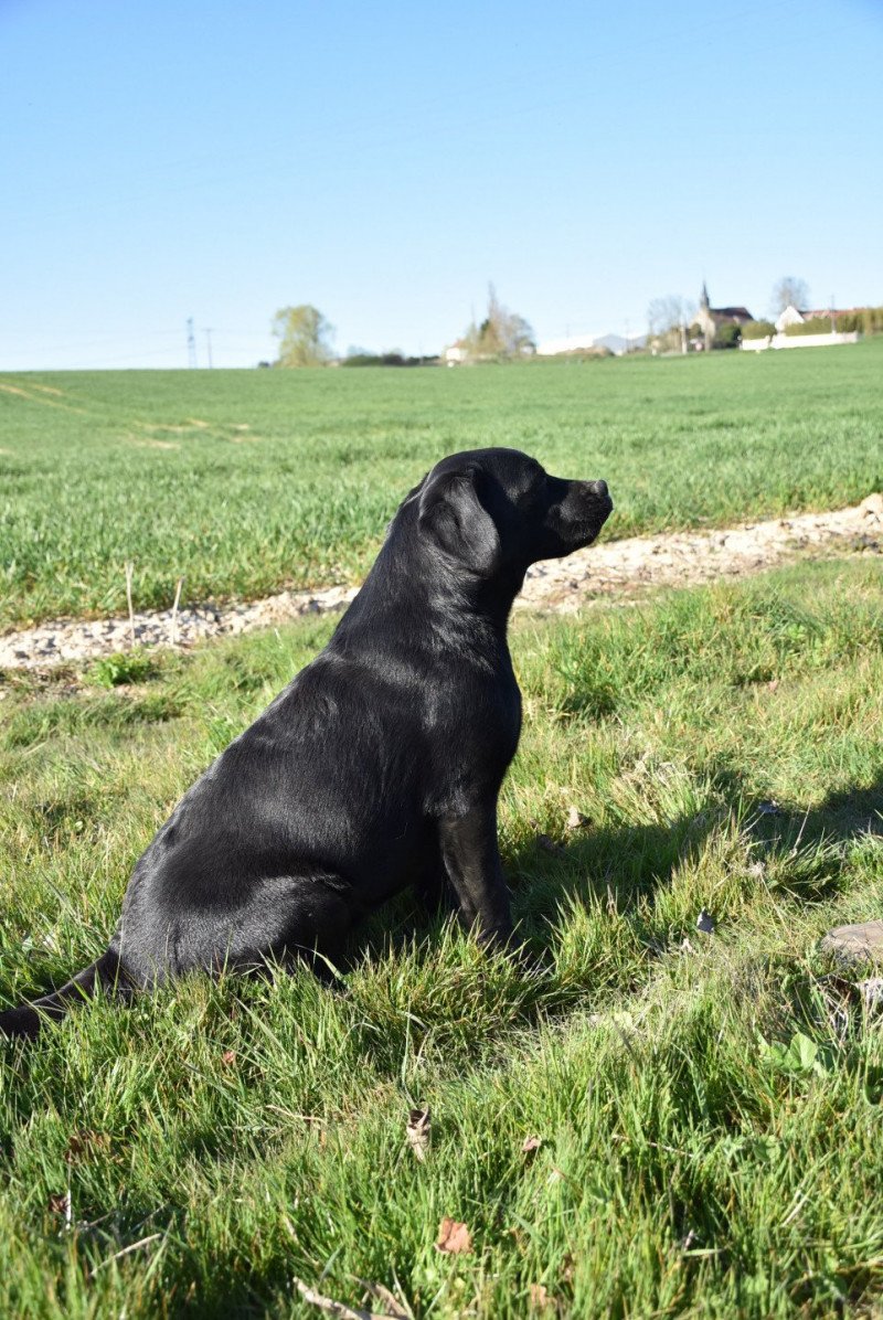 Parisienne du Fond de la Noye Femelle Retriever du Labrador