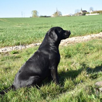chien Retriever du Labrador noire Parisienne élevage du Fond de la Noye
