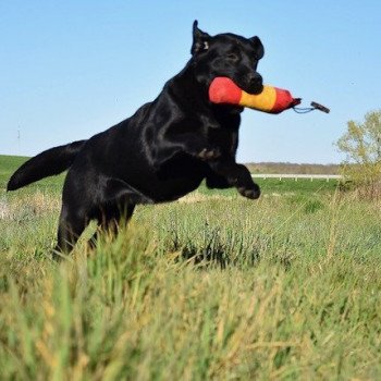 chien Retriever du Labrador noire Parisienne élevage du Fond de la Noye