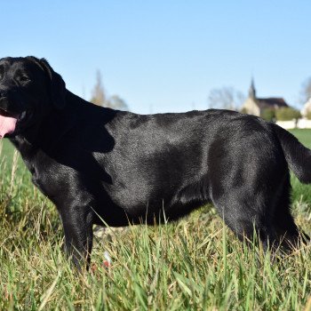 chien Retriever du Labrador noire Parisienne élevage du Fond de la Noye chien Retriever du Labrador noire Parisienne élevage du Fond de la Noye